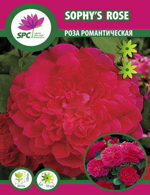 Роза романтична Sophy's Rose, фото 2