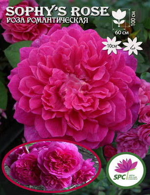 Роза романтична Sophy's Rose, фото 2