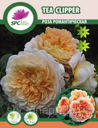 Роза романтична Tea Clipper, фото 2