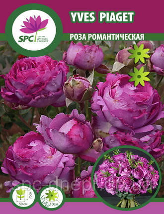 Роза романтична Yves Piaget, фото 2