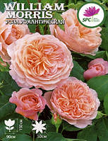 Роза романтическая William Morris
