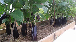 Насіння Баклажан безшипий Антрацит F1, 100 насіння Lucky Seed, фото 4
