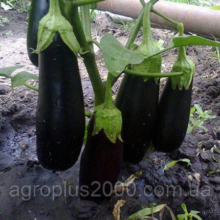 Насіння Баклажан безшипий Антрацит F1, 250 насіння Lucky Seed, фото 1