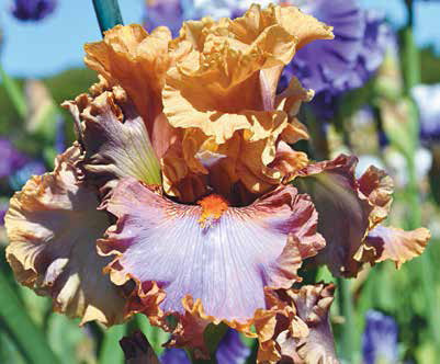 Ірис Tuscan Glow Тускен Сяйво (Blyth 2013) (саджанці), фото 1