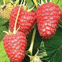 Малина Париж