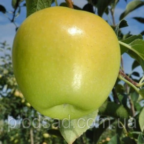 Яблуня Луна Голд