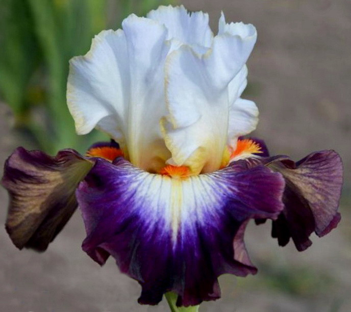 Ирис Mindful Майндфул (Blyth 2012) (саженцы), фото 1