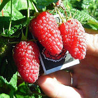 Малина Генералісімус