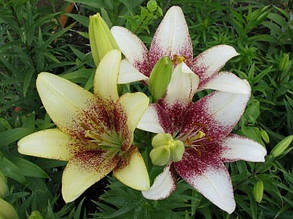 Лілія LA гібрид Cecil (Сесіл) 1 цибулина 12/14