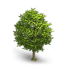 Декоративні дерева та кущі