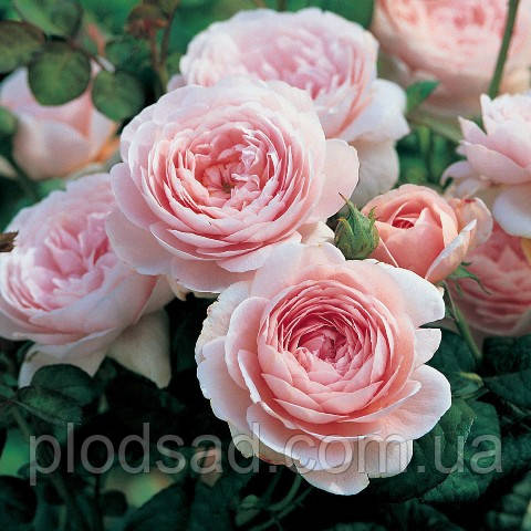 Троянда флорибунда Ханс Гоневейн Роуз