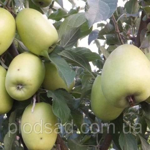 Яблуня Синап Білий