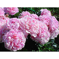 Півонія трав'янистий високорослий Sarah Bernhardt кореневище