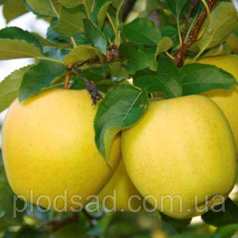 Яблуня Тентейшн