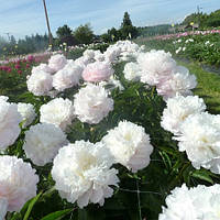 Півонія трав'янистий високорослий Shirley Temple кореневище