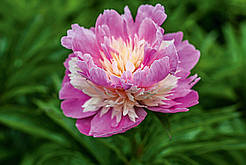 Півонія трав'янистий високорослий Sorbet кореневище