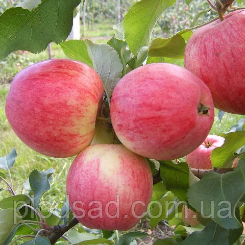 Яблуня Флорина