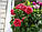 Петунія Валентина F1 крупноквіткова махрова, насіння, фото 6
