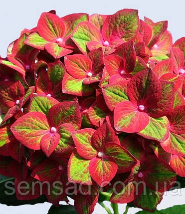 Гортензія крупнолистна Мэджикал Гринфайр \Hydrangea macrophylla Magical Greenfire( саджанці), фото 1