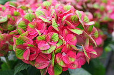 Гортензія крупнолистна Мэджикал Гринфайр \Hydrangea macrophylla Magical Greenfire( саджанці), фото 3