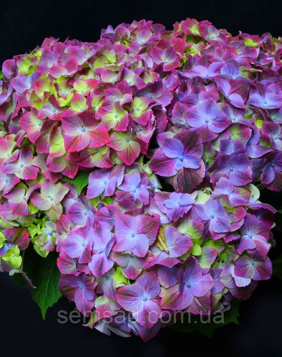 Гортензія великолиста Грін Ліпс Пурпле/Hydrangea macrophyla Green Lips Purple ( саджанці)