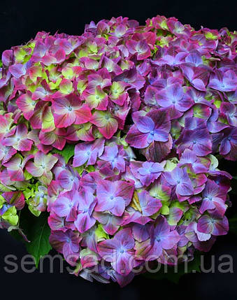 Гортензія великолиста Грін Ліпс Пурпле/Hydrangea macrophyla Green Lips Purple ( саджанці), фото 1