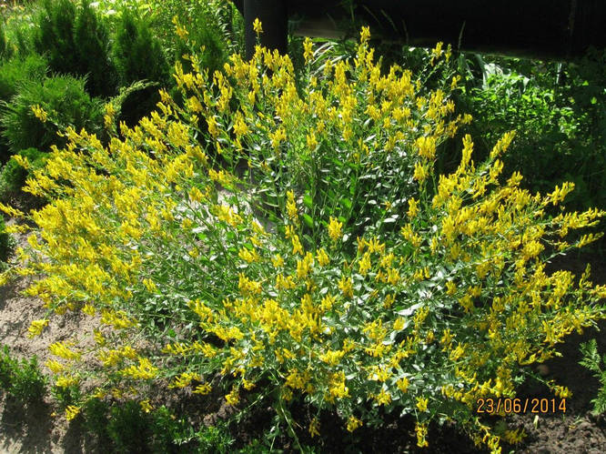 Купить Дрок Крассильный, цена 10 ₴ — Prom.ua (ID#835395278)