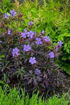 Герань плямиста Еспресо \ Geranium maculatum 'Espresso' ( саджанці р9), фото 2