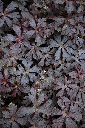 Герань плямиста Еспресо \ Geranium maculatum 'Espresso' ( саджанці р9), фото 2