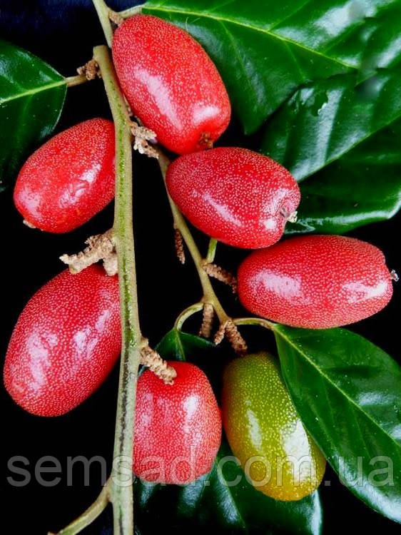 Гумі ( Гуммі) "Південний" ( самоплідний) ( саджанці 5 років С10л 170-180см )