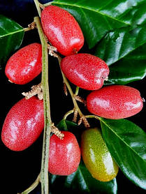 Гумі ( Гуммі) "Південний" ( самоплідний) ( саджанці 5 років С10л 170-180см )