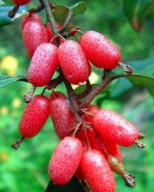 Гумі ( Гуммі) "Монерон" ( самоплідний) ( саджанці 5 років С10л 170 - 180см )