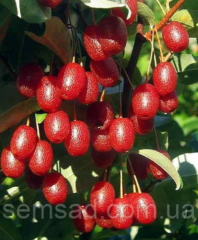 Гумі ( Гуммі) "Крильон" ( саджанці 5 років С10л 170-180см )