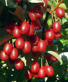 Гумі ( Гуммі) "Крильон" ( саджанці 5 років С10л 170-180см )