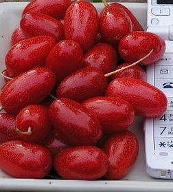 Гумі ( Гуммі) "Південний" ( самоплідний) ( саджанці 3 роки ЗКС)