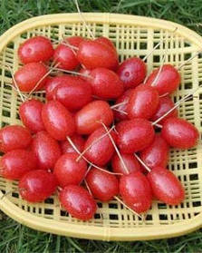 Гумі ( Гуммі) "Крильон" ( саджанці 3 роки ЗКС)