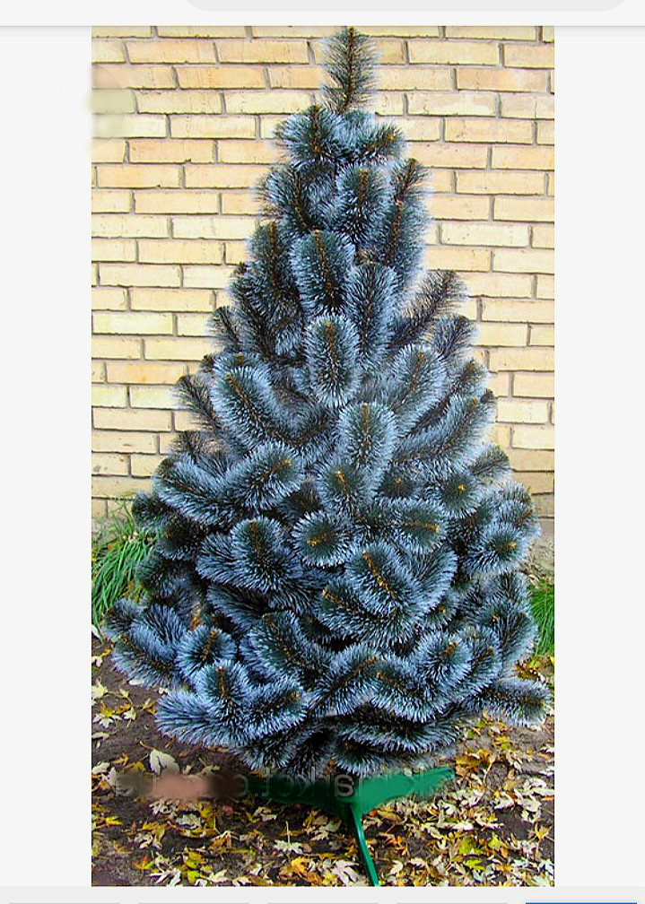 Штучна ялинка 1.50 м."Сосна сніжок (Івано-Франковськ)