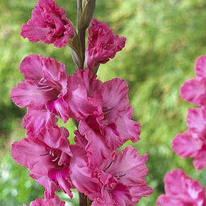 Гладіолус гофрований Kingston Frizzle 8/10 3 шт./пач., фото 3