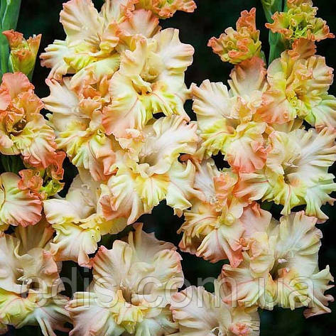 Гладіолус гофрований Lambada Frizzle 3 шт./уп., фото 1