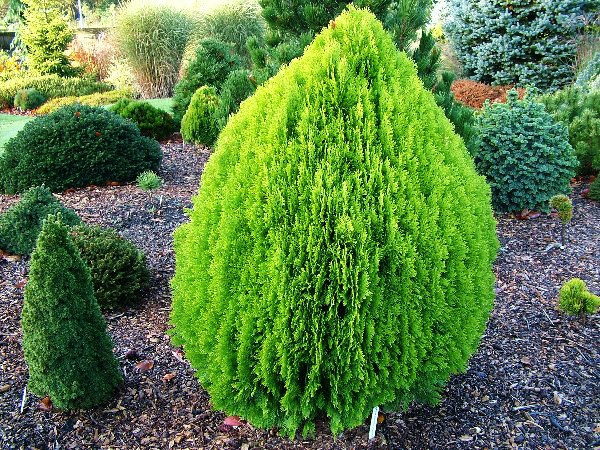 Туя східна Aurea Nana 4 річна, Туя восточная Ауреа Нана, Thuja / Platycladus orientalis Aurea Nana