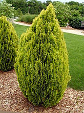 Туя східна Aurea Nana 4 річна, Туя восточная Ауреа Нана, Thuja / Platycladus orientalis Aurea Nana, фото 4