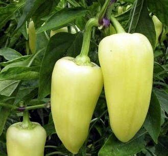 ЭСМАС F1/ESMAS F1, 8 насінин — перець солодкий, Yuksel Seeds, фото 2