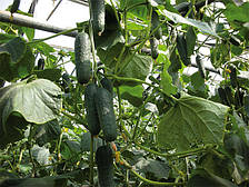 Дерія F1, огірок 500 нас. Enza Zaden