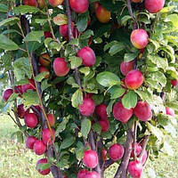 Саджанці сливи колоноподібний Імперіал