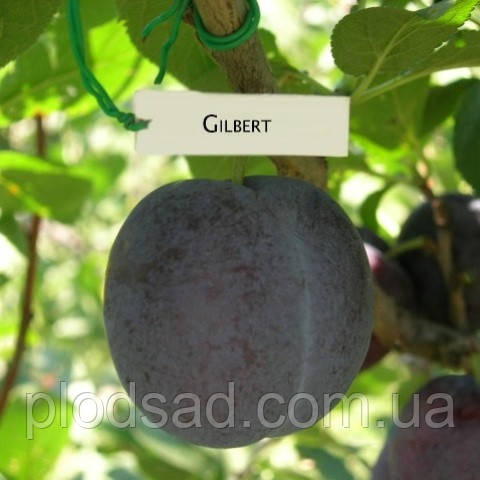 Слива Гільберт