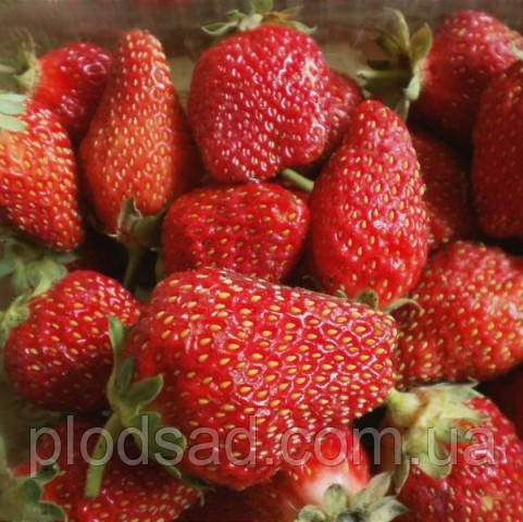 Полуниця Диво світу