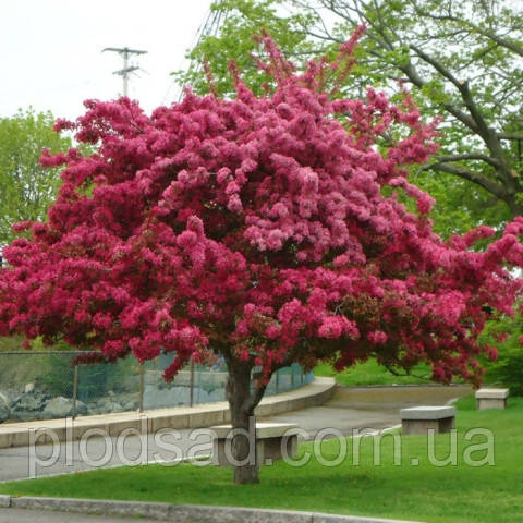 Яблуня декоративна Маковецького