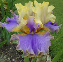Iris germanica Brown Lasso
