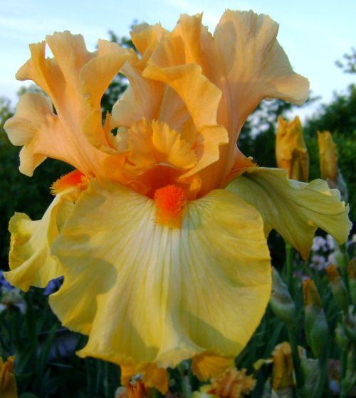 Ирис Olimpic Chelenjer Олимпик Челенджер (Schreiner 1985) (саженцы), фото 1