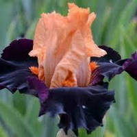 Корневще Ірис Бородатий Brilliant Disguise